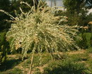 بید سرخ